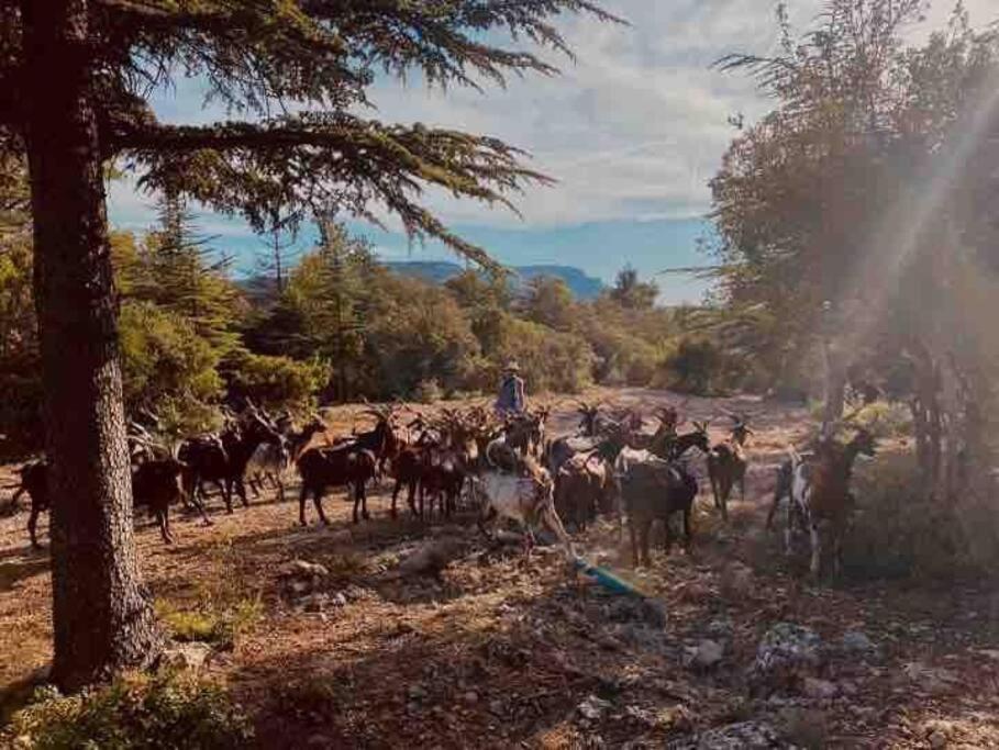 Vila Tiny Liloumaca Coeur Ste Baume Plan d'Aups Exteriér fotografie